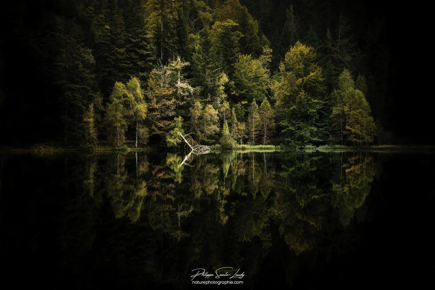 Forêt sombre au lac de la Maix