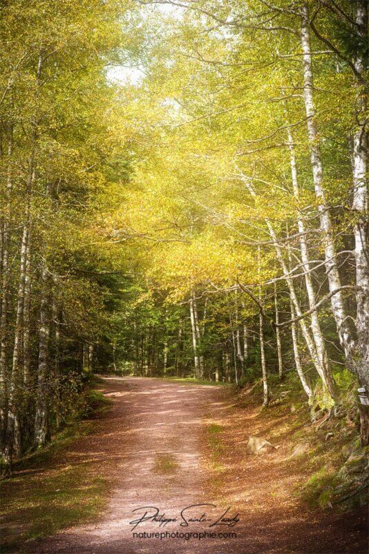 Chemin forestier en automne