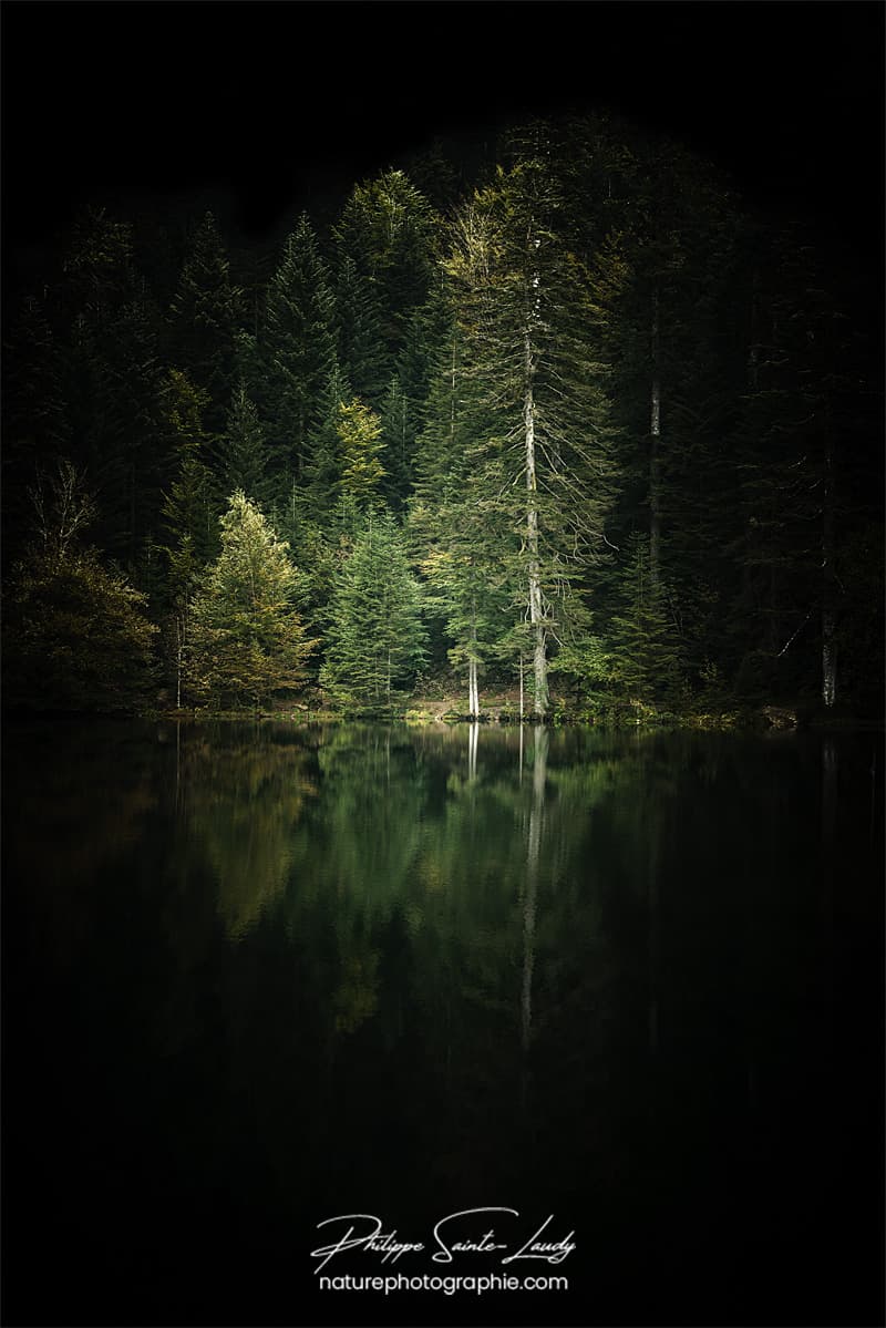 Sapins dans les Vosges