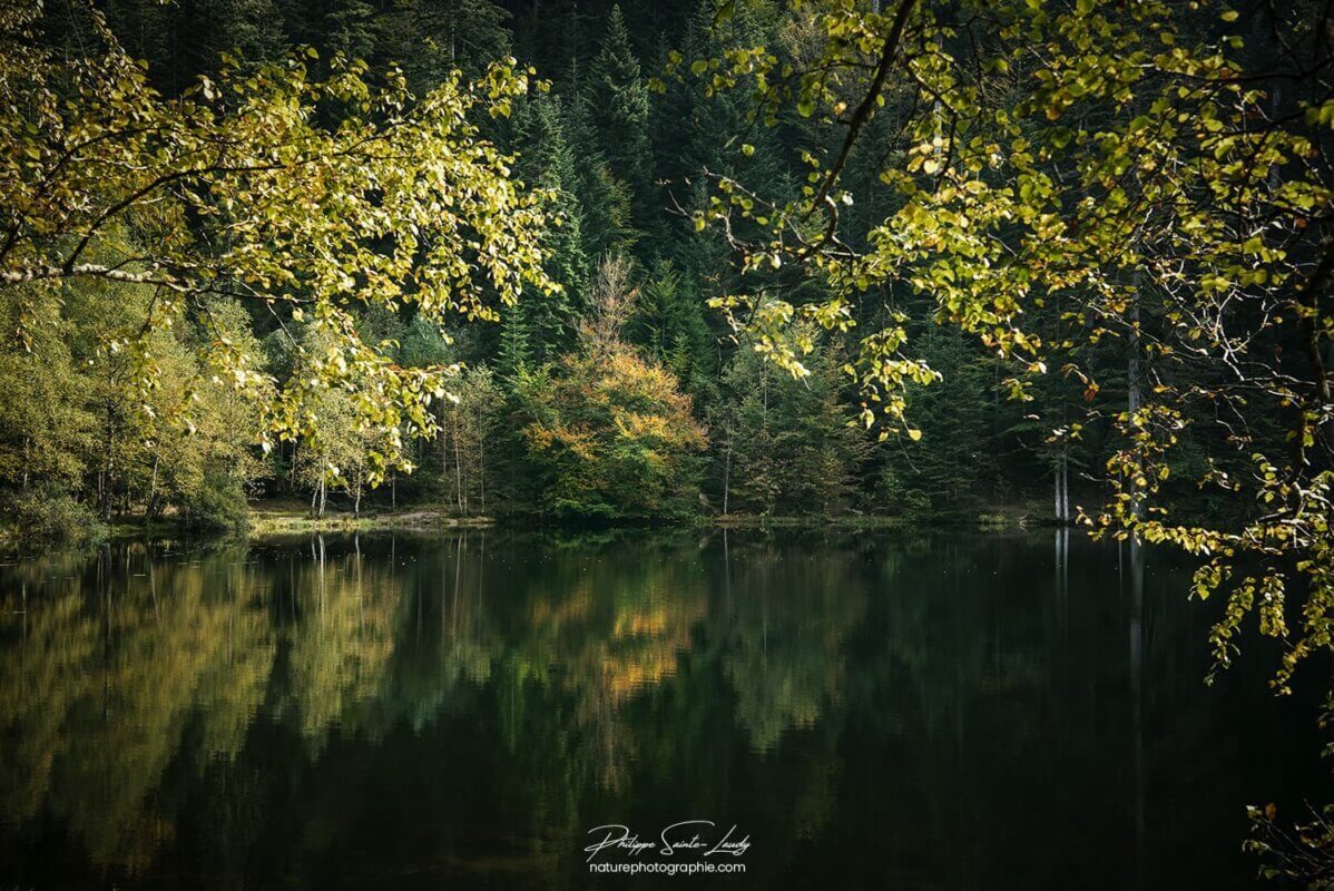 Lac et forêt