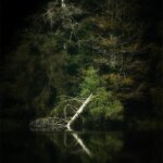 Sombre forêt dans les Vosges