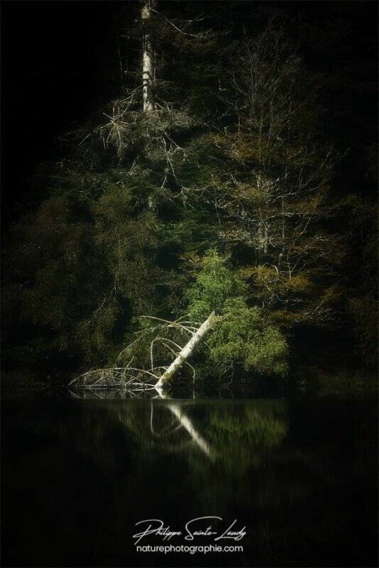 Sombre forêt dans les Vosges