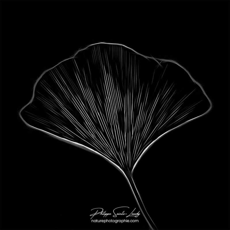 Feuille de ginkgo sur fond noir