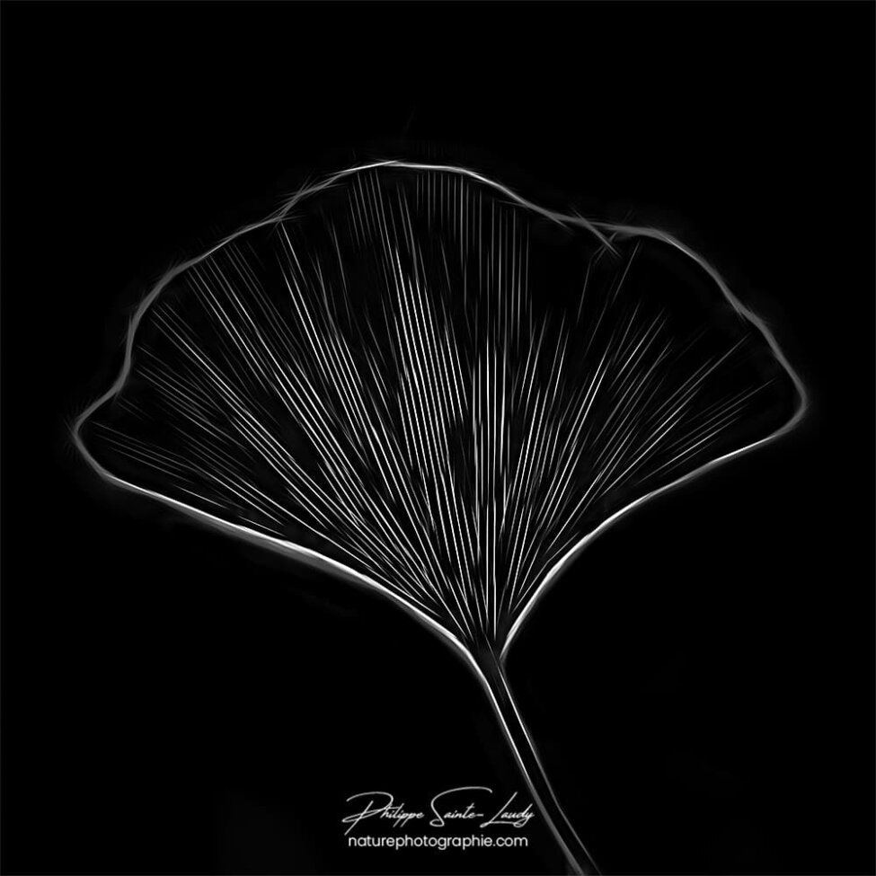 Feuille de ginkgo sur fond noir