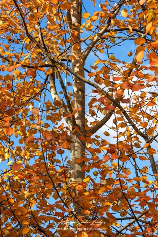 Des feuilles dans le vent