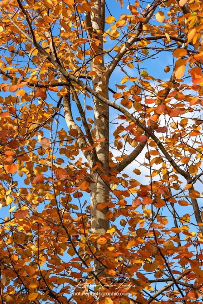 Des feuilles dans le vent