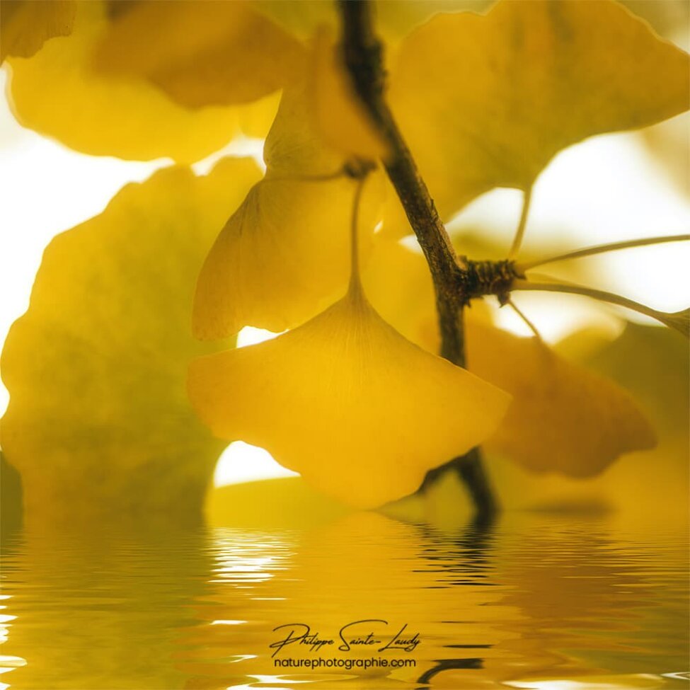 Reflet de ginkgo