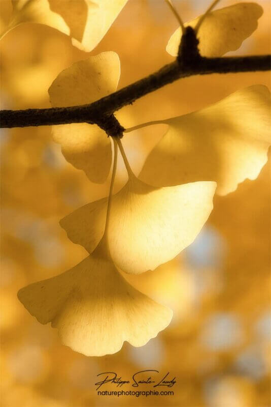 Des feuilles jaunes de ginkgo