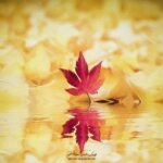 Reflet d'une feuille d'érable