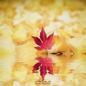 100% Autumn Reflet d'une feuille d'érable