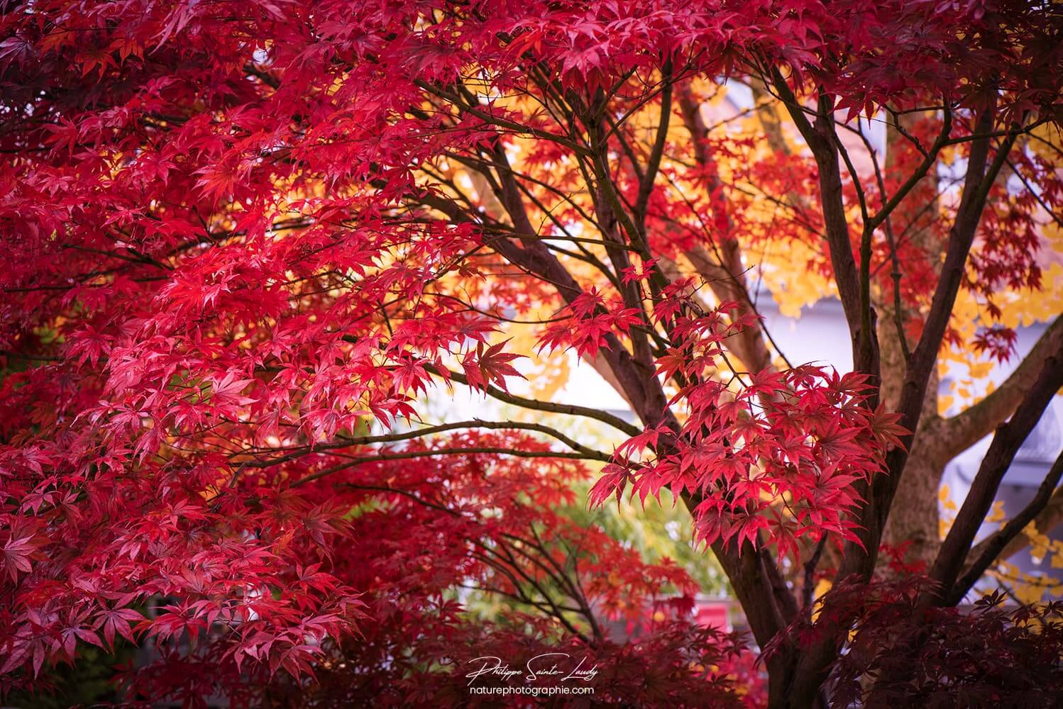 Un bel érable japonais en automne