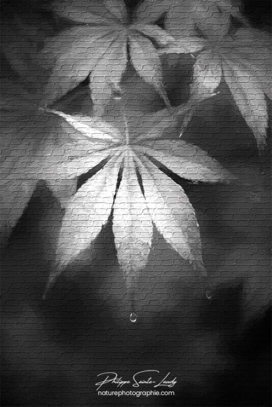 Feuilles d'érable en noir et blanc