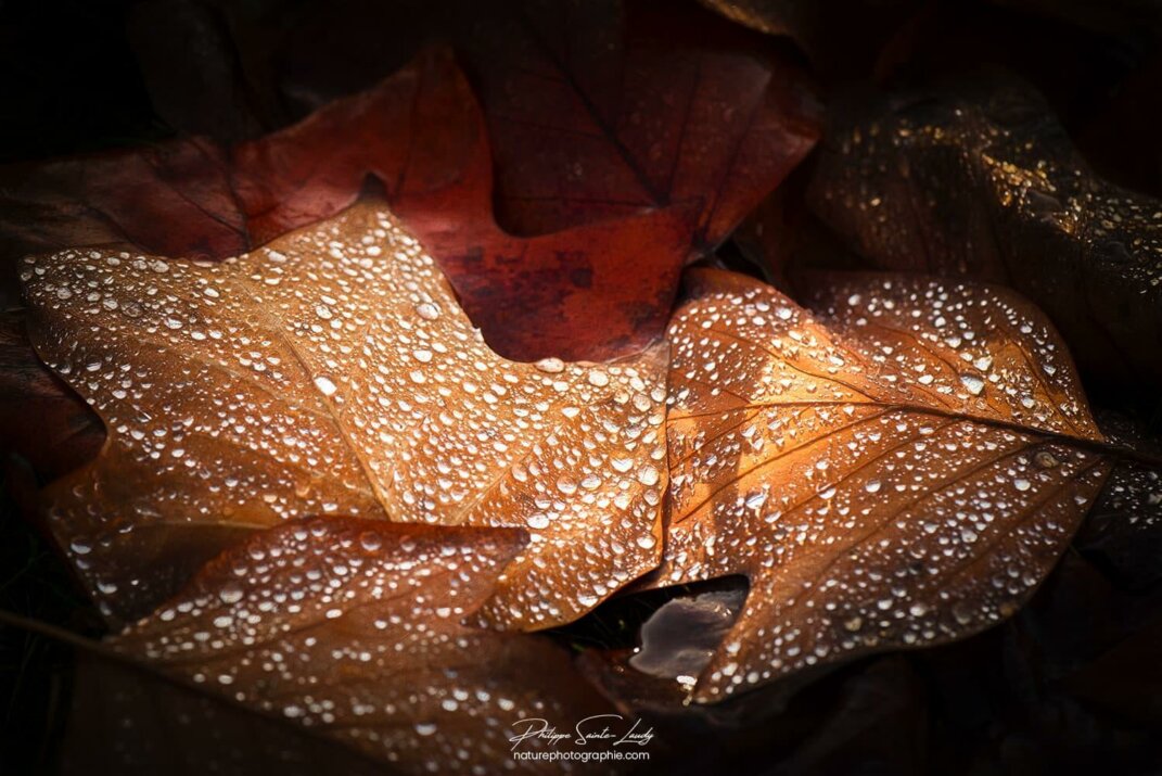 Feuilles mortes recouvertes de gouttes