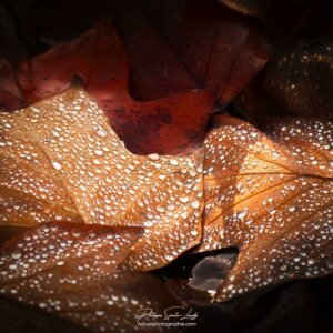 Feuilles mortes recouvertes de gouttes