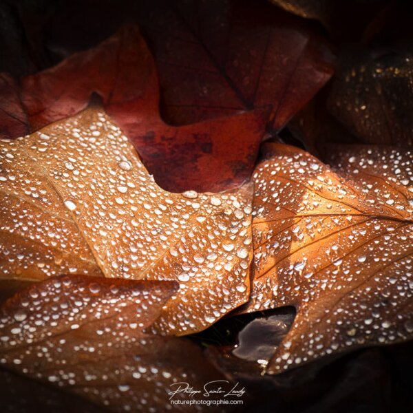 A morning After the Rain Feuilles mortes recouvertes de gouttes