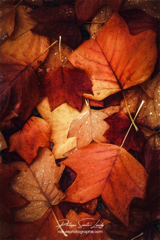 Feuilles en automne