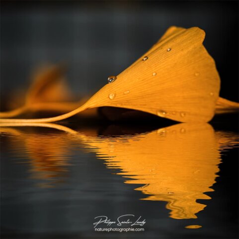 Feuille de ginkgo se reflète dans l'eau
