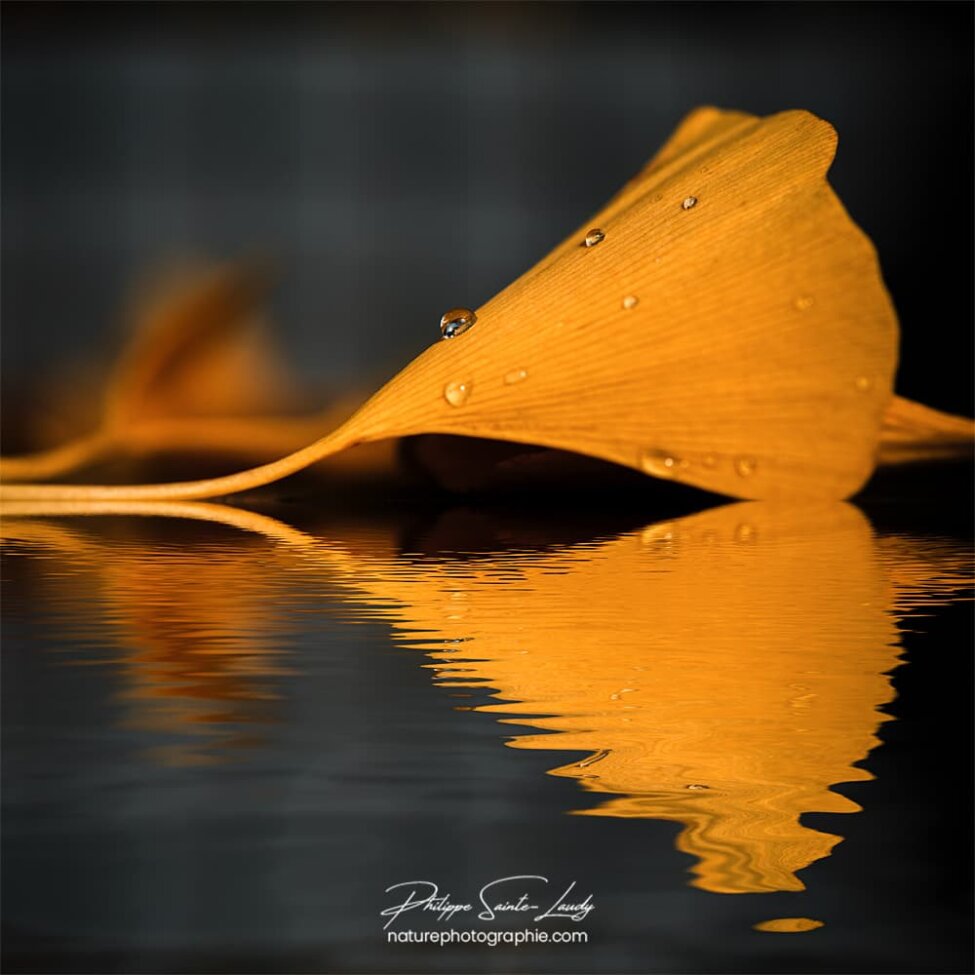 Feuille de ginkgo se reflète dans l'eau