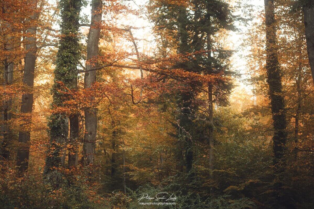 Atmosphère d'automne en forêt