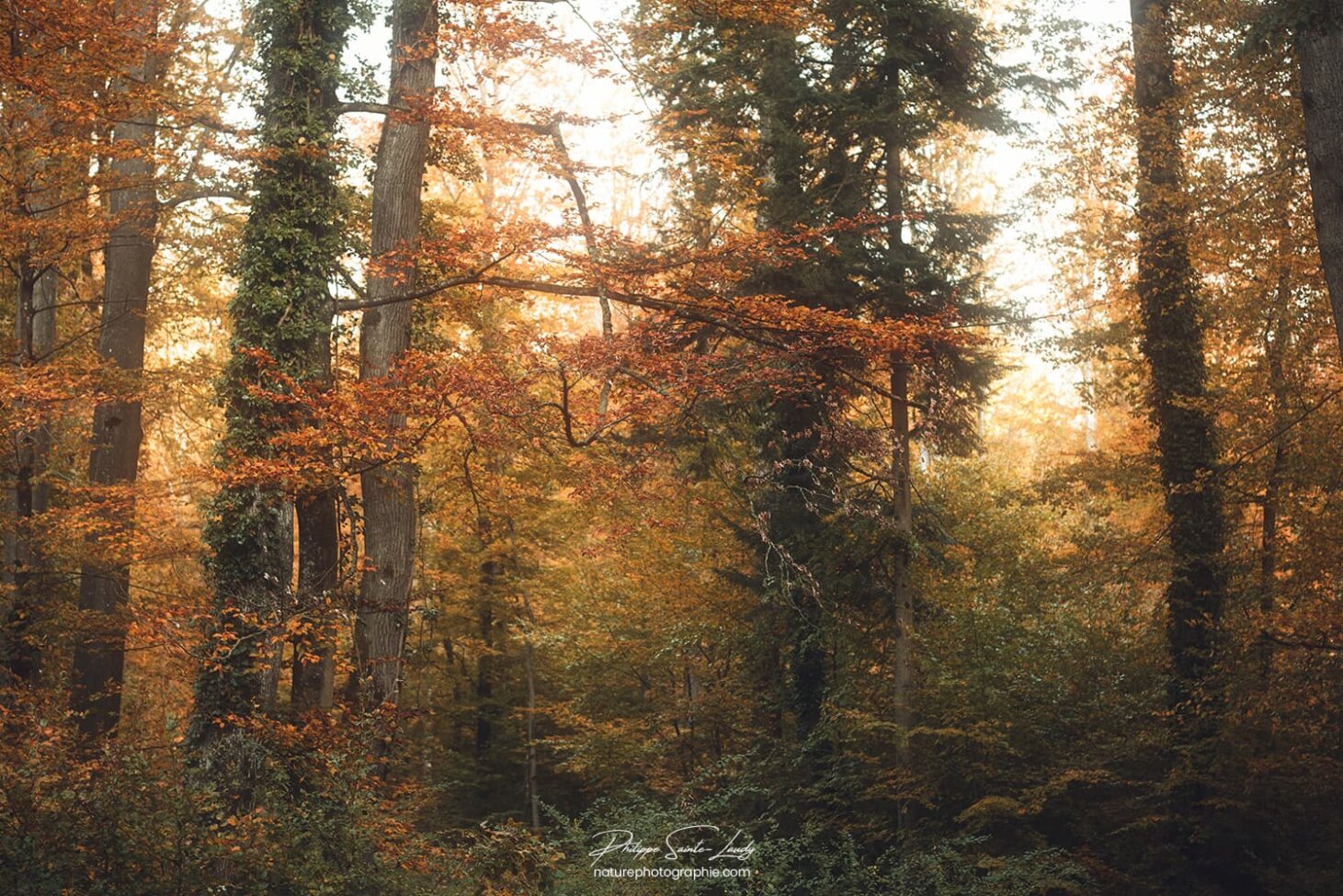 Atmosphère d'automne en forêt