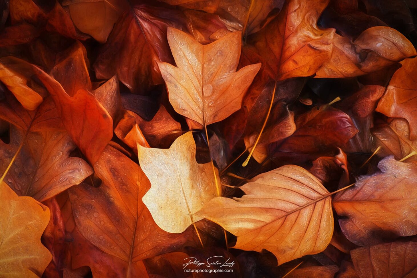 Paintographie d'automne