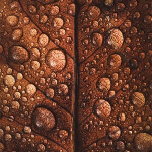 Une feuille recouverte de gouttes d'eau