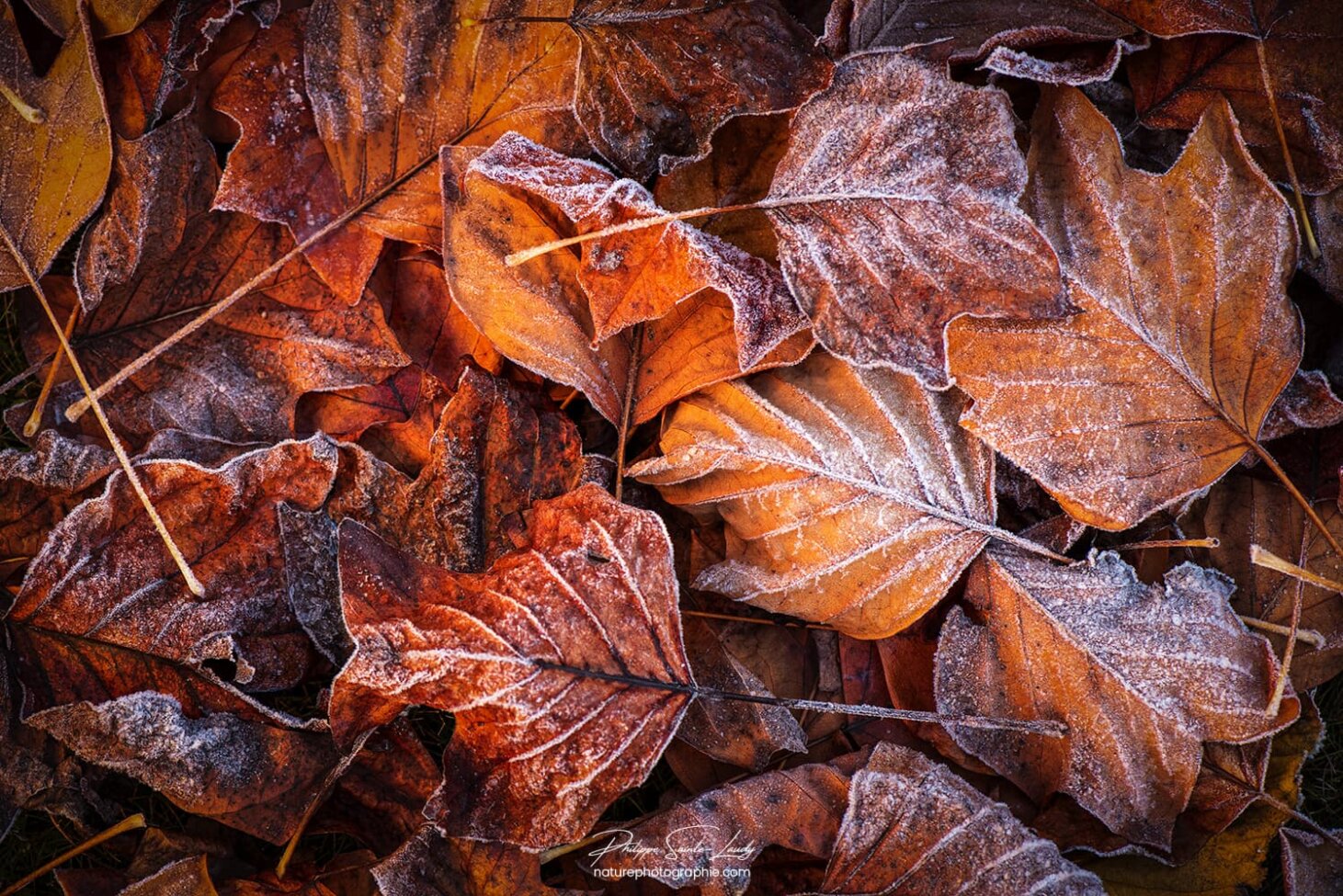 Feuilles mortes un matin froid