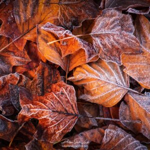 Autumn Cold Feuilles mortes un matin froid