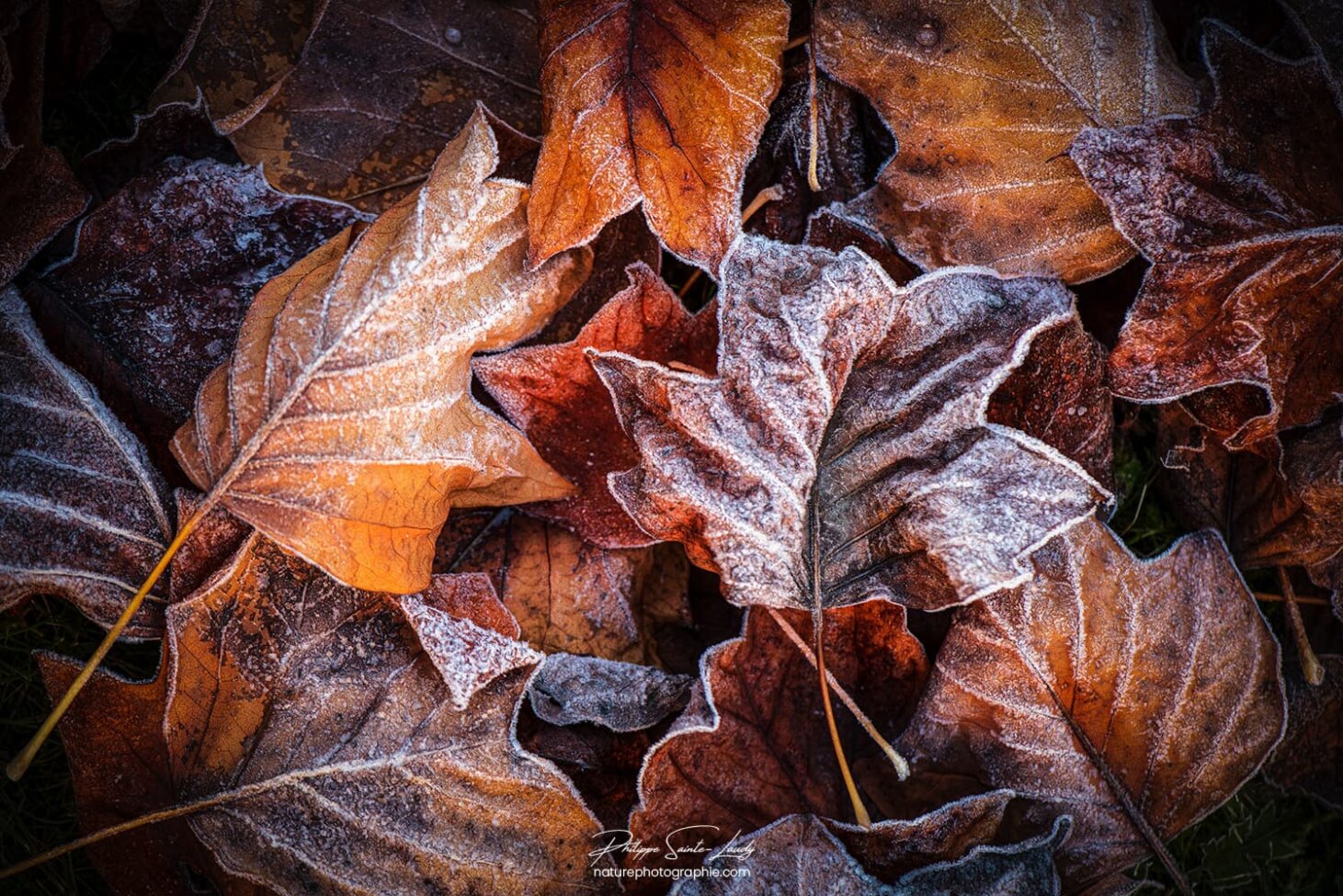 Feuilles mortes gelées