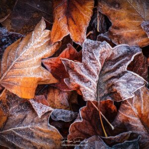 Autumn Frost Feuilles mortes gelées