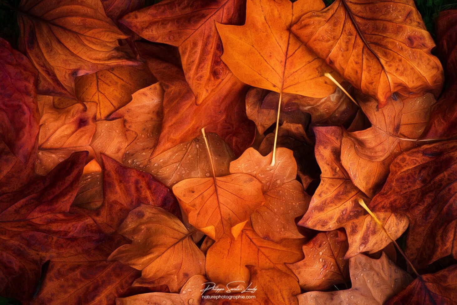 Comosition de feuilles en automne