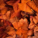 Comosition de feuilles en automne