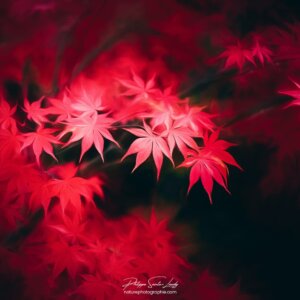 Autumn Red Painting Feuilles en paintographie