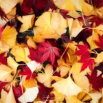 Paquet de feuilles en automne