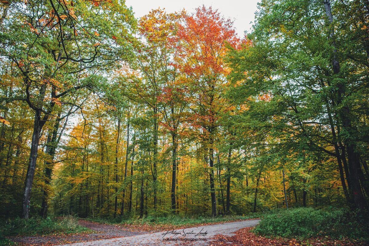 Photo d'arbres en automne