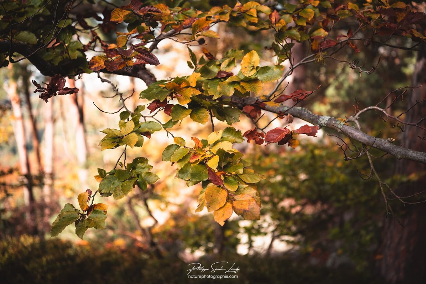 Une branche et des feuilles d'automne