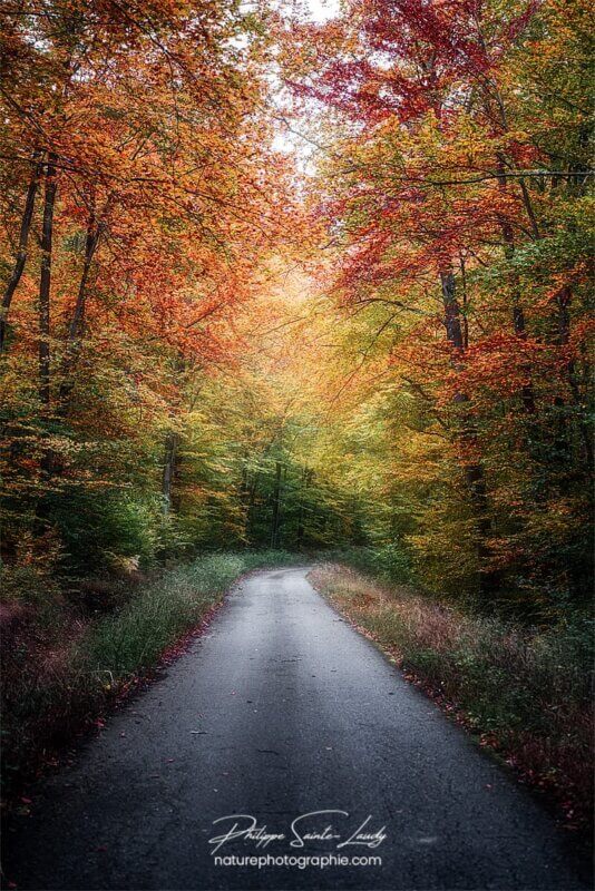 Balade sur une route en automne