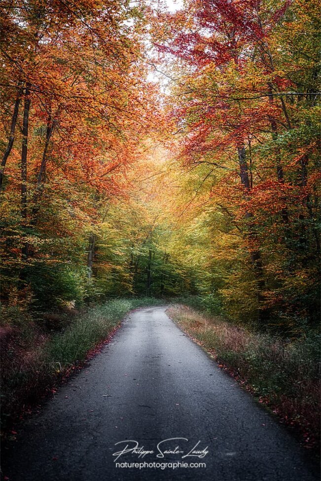 Balade sur une route en automne