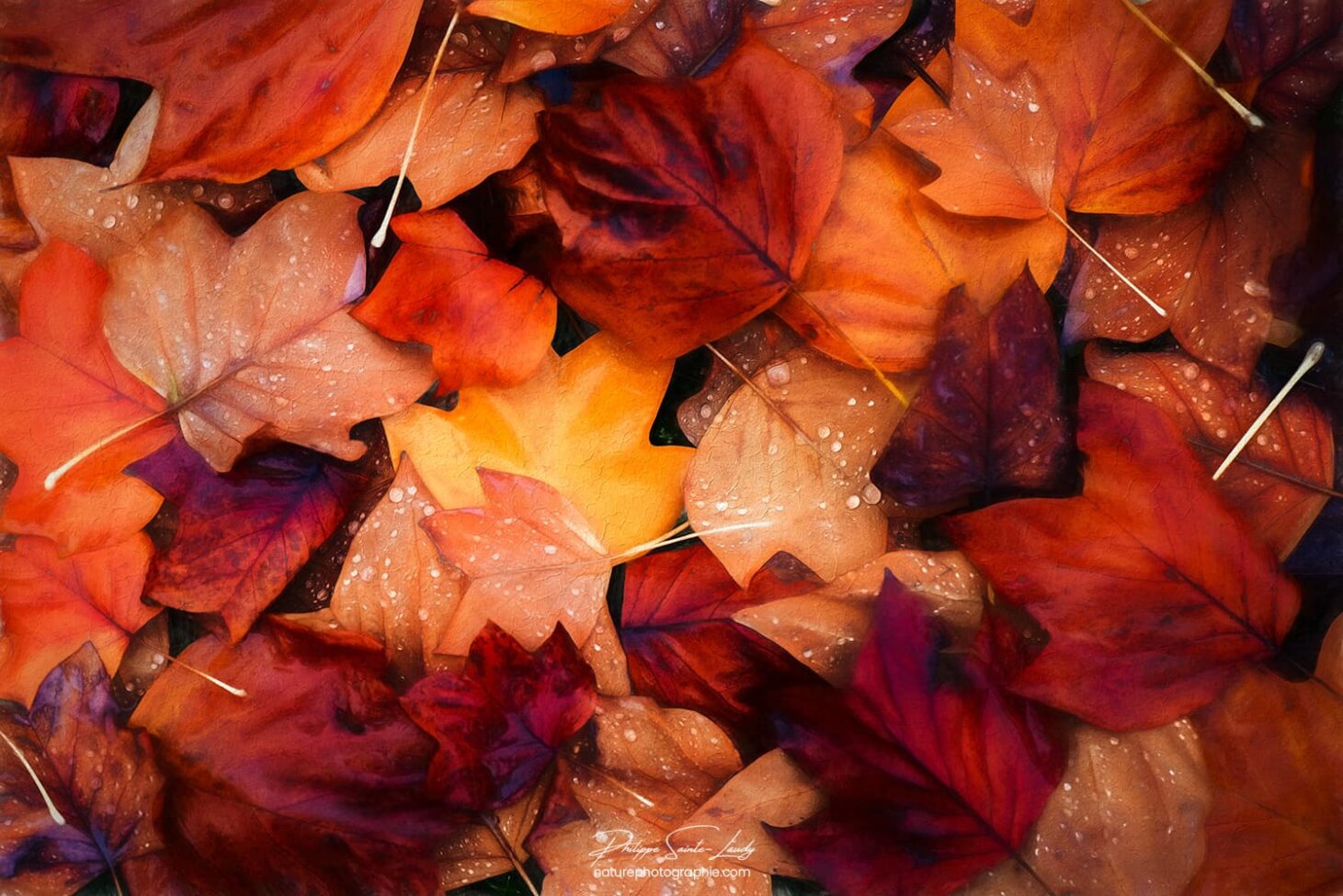 Tapis de feuilles en paintographie