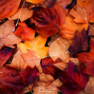 Tapis de feuilles en paintographie