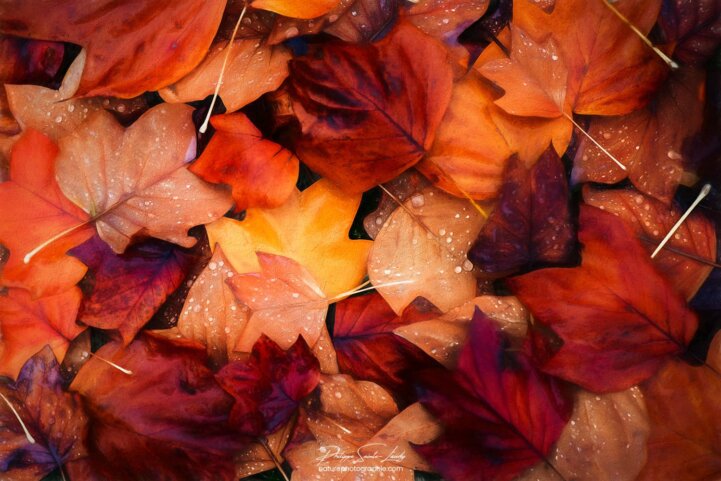 Tapis de feuilles en paintographie