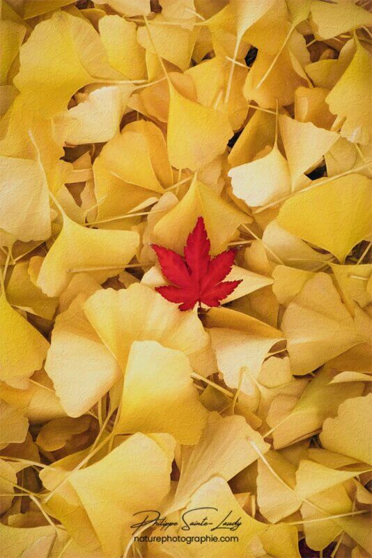 Feuille d'érable sur tapis de feuilles de ginkgo