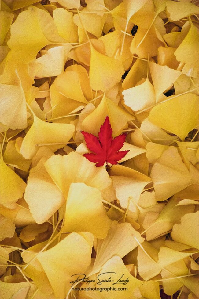 Feuille d'érable sur tapis de feuilles de ginkgo