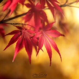 Bathed in the Sun Le soleil baigne des feuilles d'érable