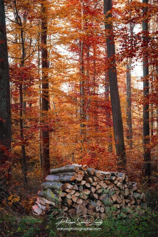 Stère de bois en forêt