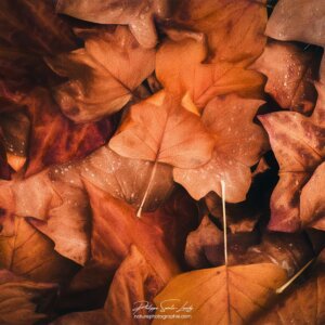 Brown Autumn Leaves Feuilles mortes de Tulipier de Virginie