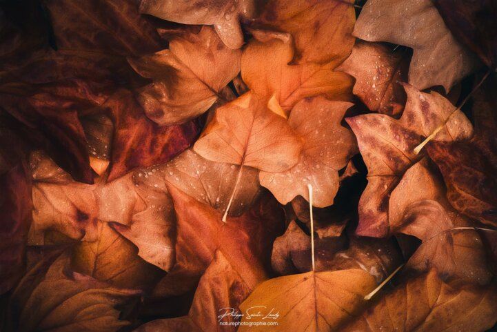 Feuilles mortes de Tulipier de Virginie