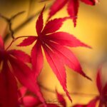 Gros plan sur feuilles d'érable rouge