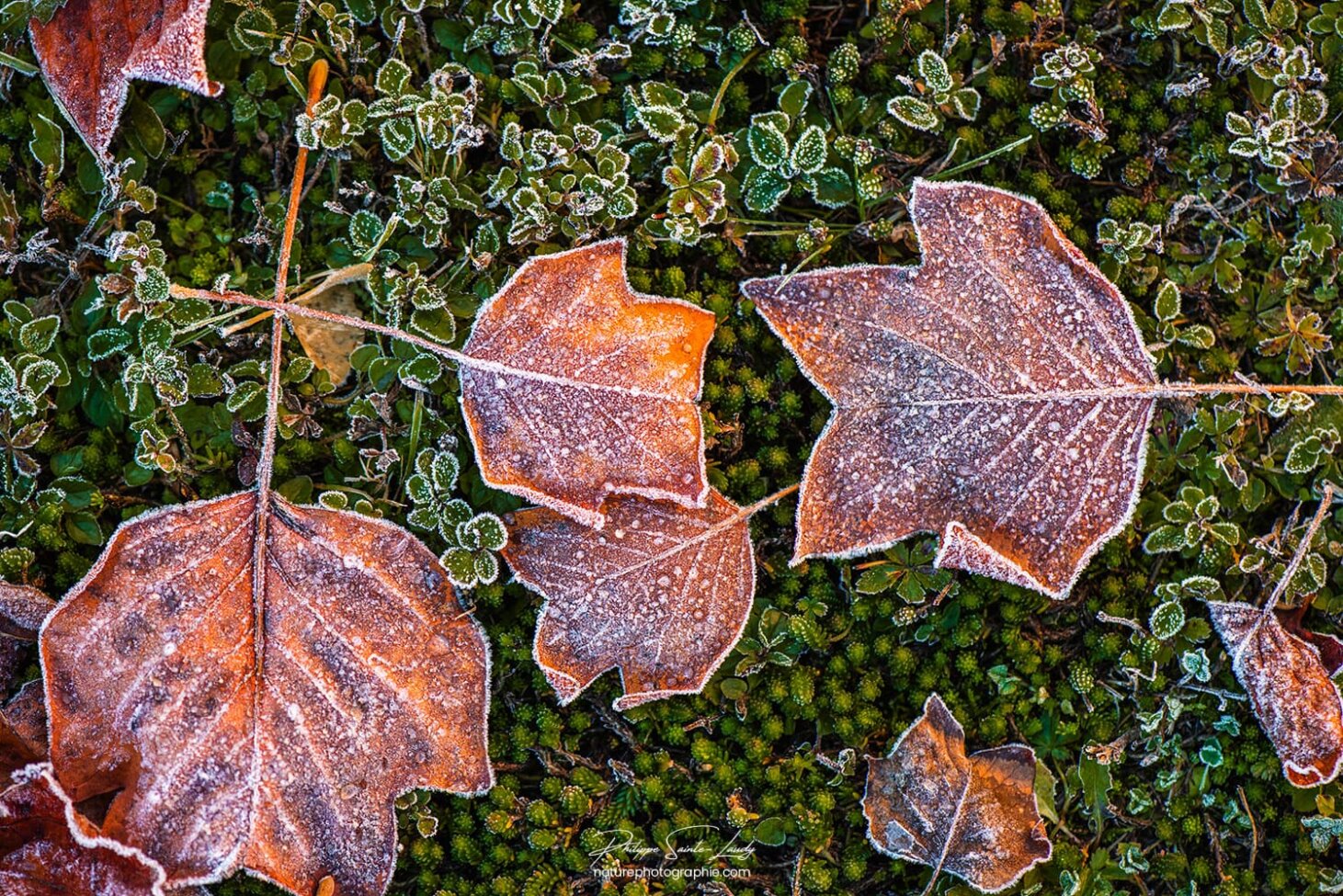 Le gel sur des feuilles mortes
