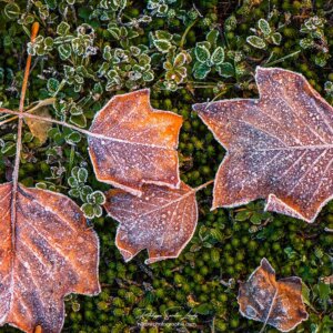 Cold Traces Le gel sur des feuilles mortes